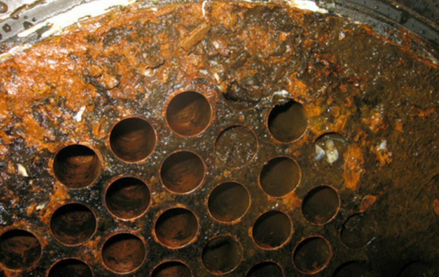 Zebra und Quagga Muschelbefall