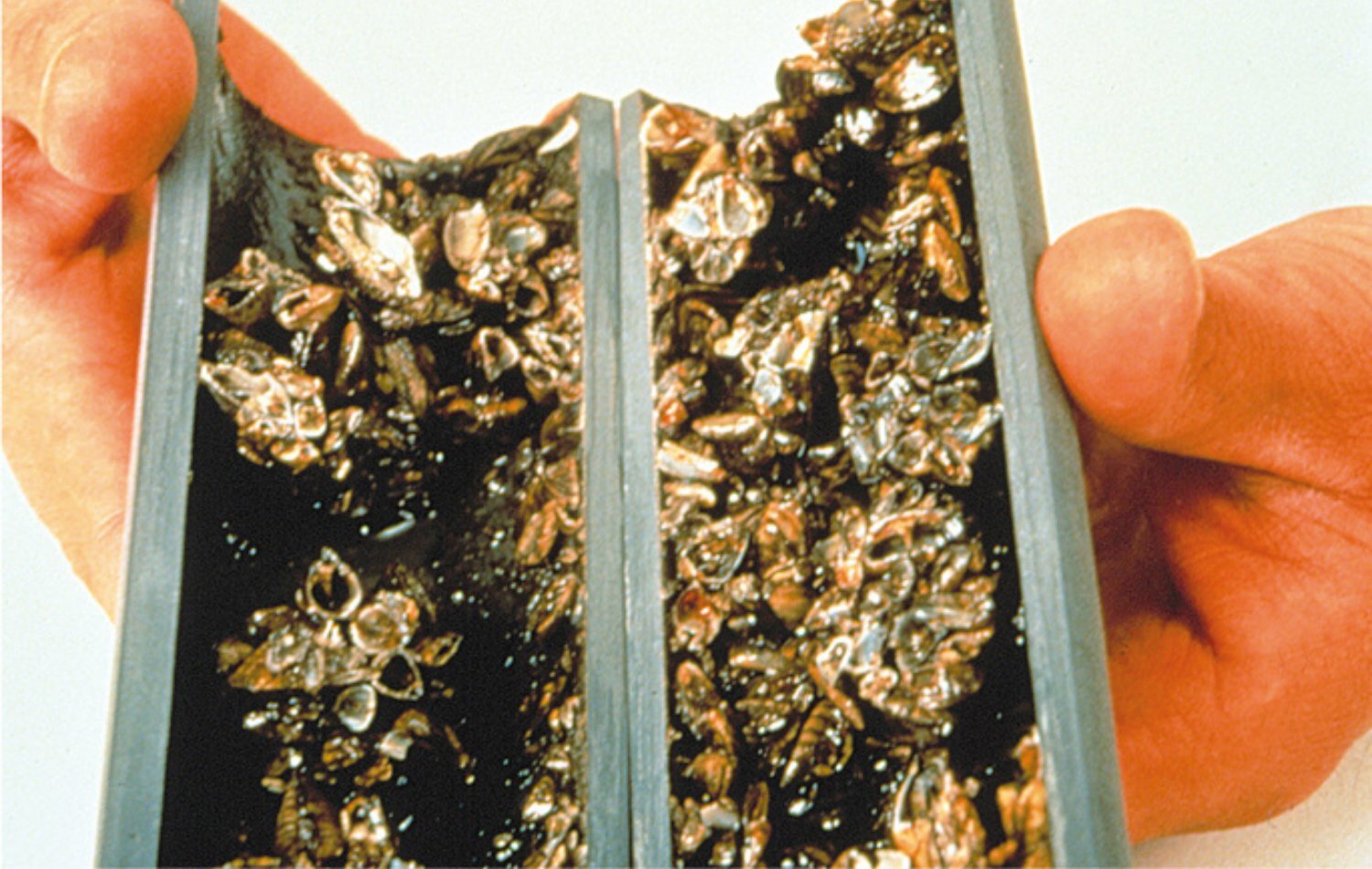 Zebra und Quagga Muschelbefall