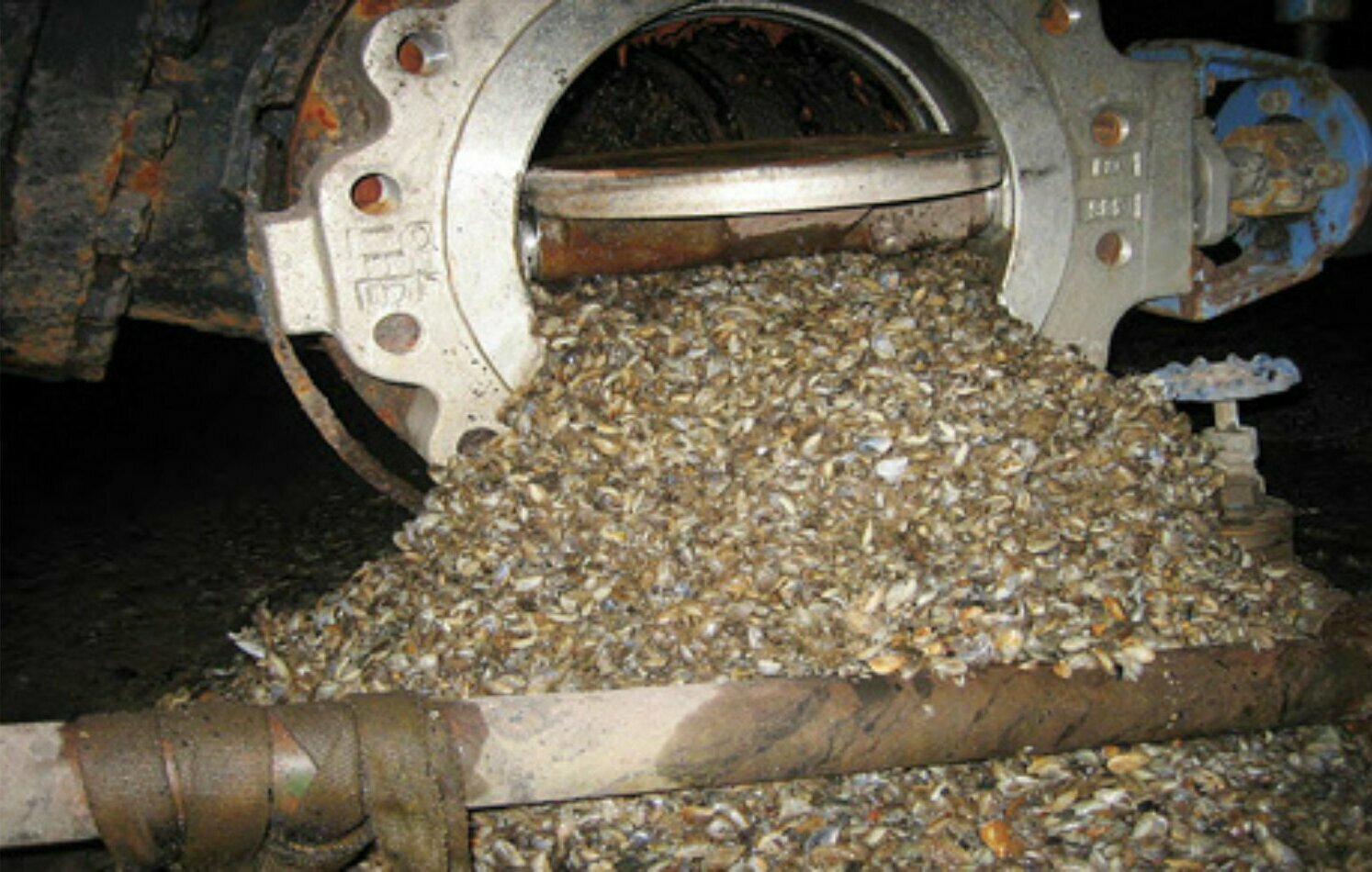 Zebra und Quagga Muschelbefall