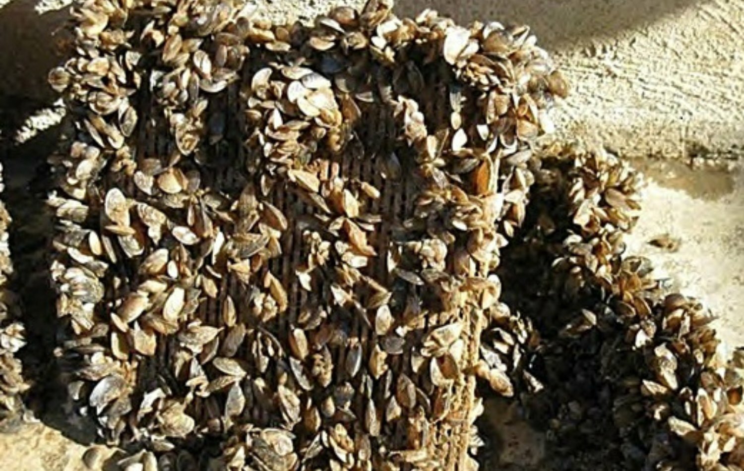 Zebra und Quagga Muschelbefall