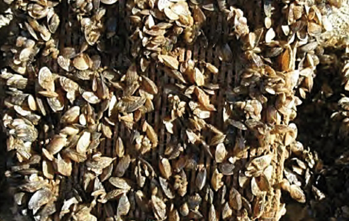 zu viele Muscheln am Filter angehaftet